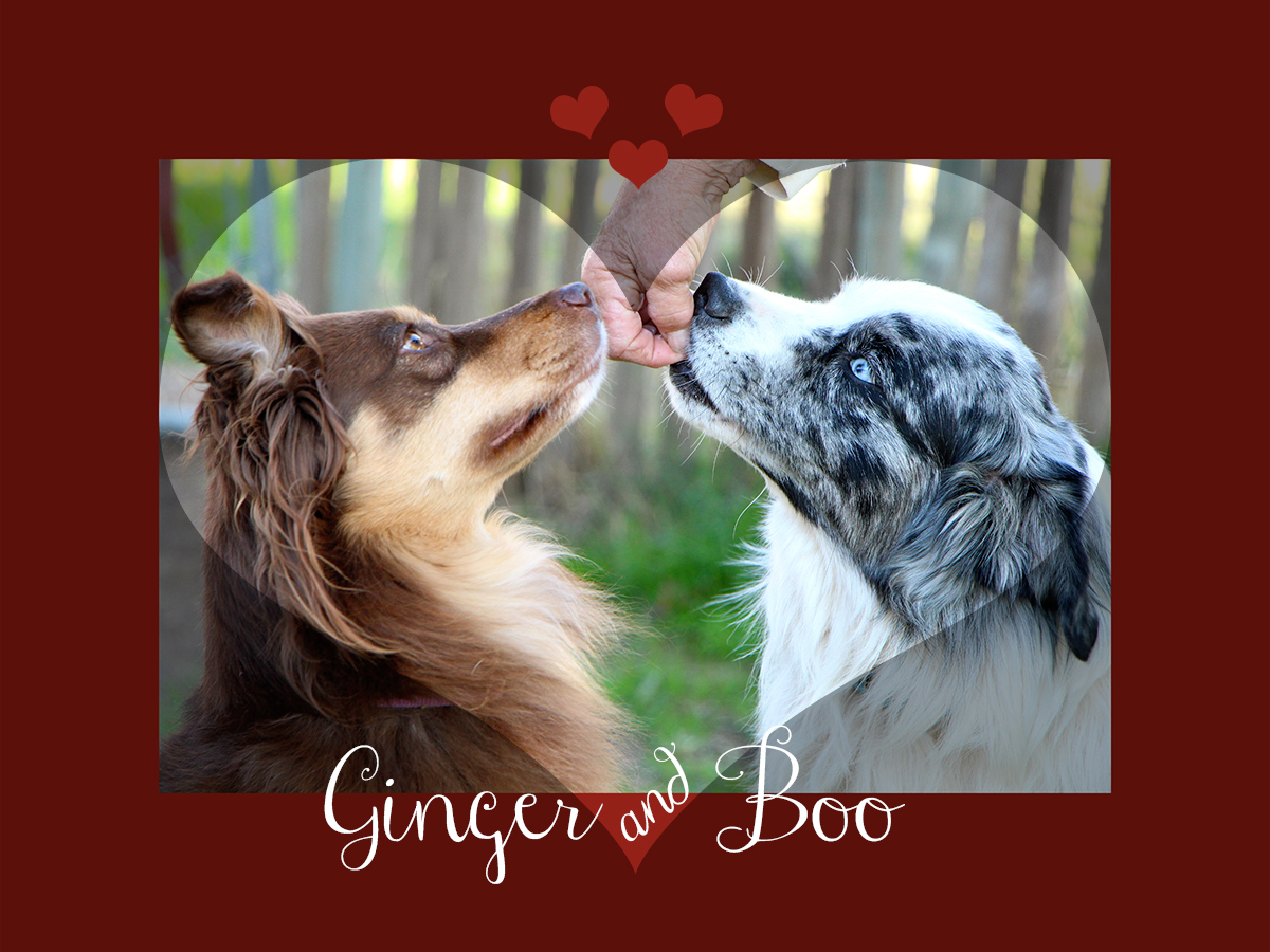 Ginger and Boo - Australian Shepherds
