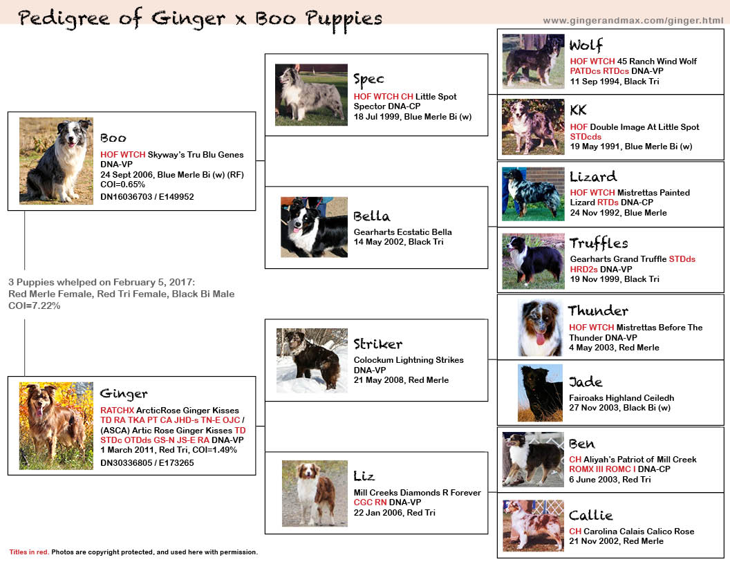 Pedigree of Ginger x Boo Puppies