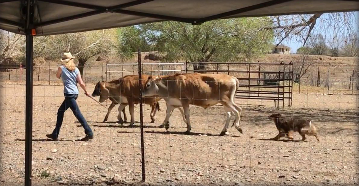 Ginger herding cattle in Dewey, AZ