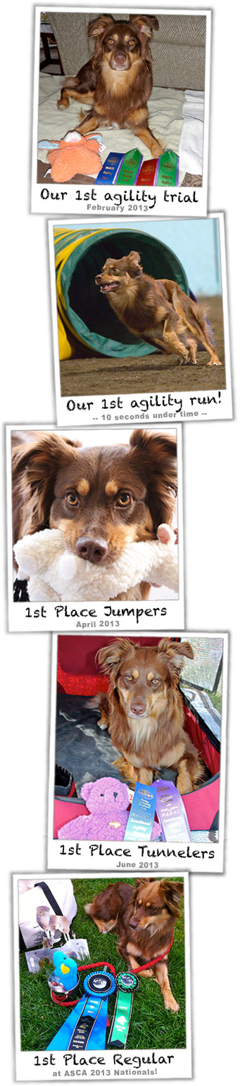 photos of Ginger in agility