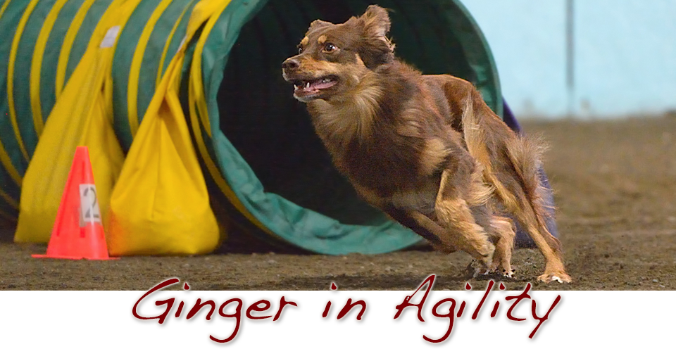 Ginger in Agility