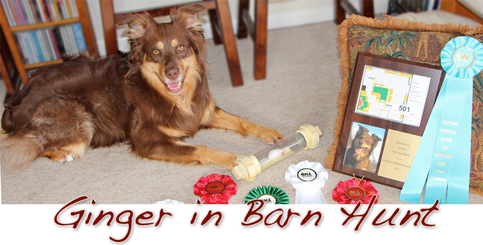 Ginger in Barn Hunt
