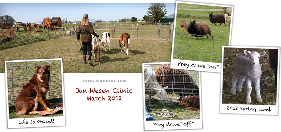 Jan Wesen herding clinic in March 2012