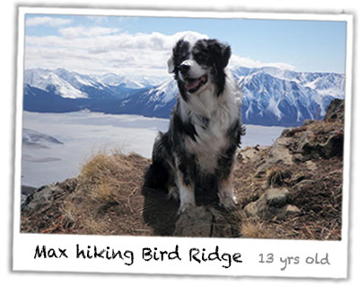 Max on Bird Ridge
