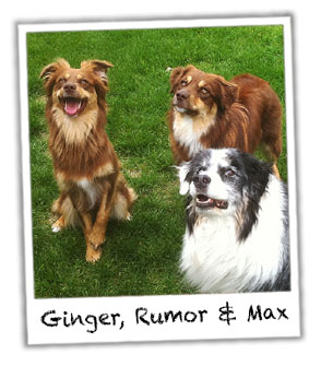 GInger, Rumor and Max