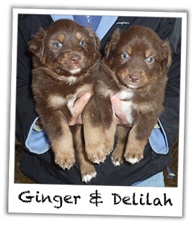 Ginger & Delilah