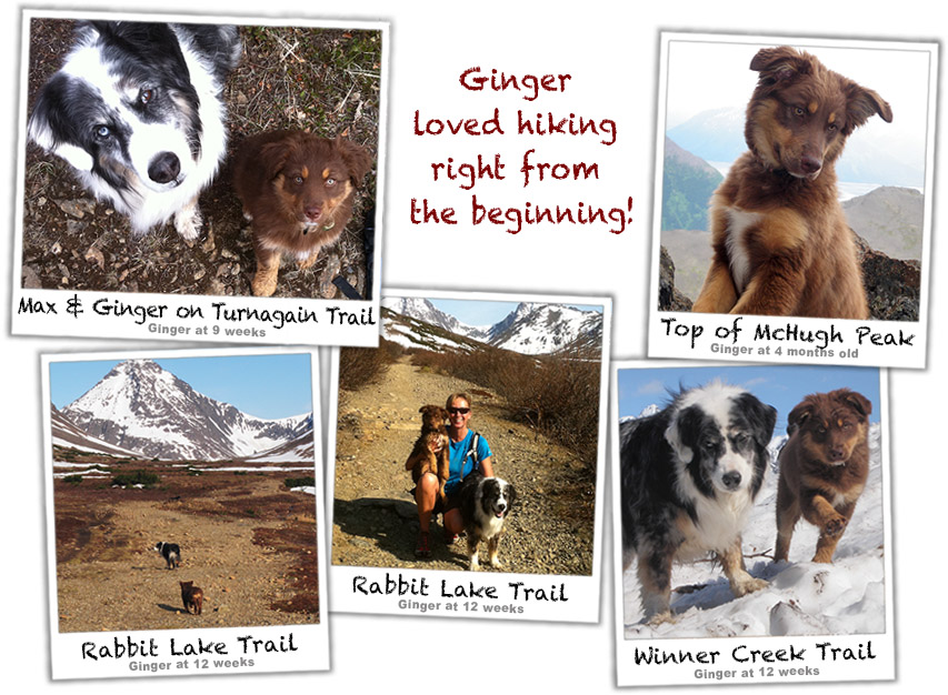 GInger hiking as a puppy